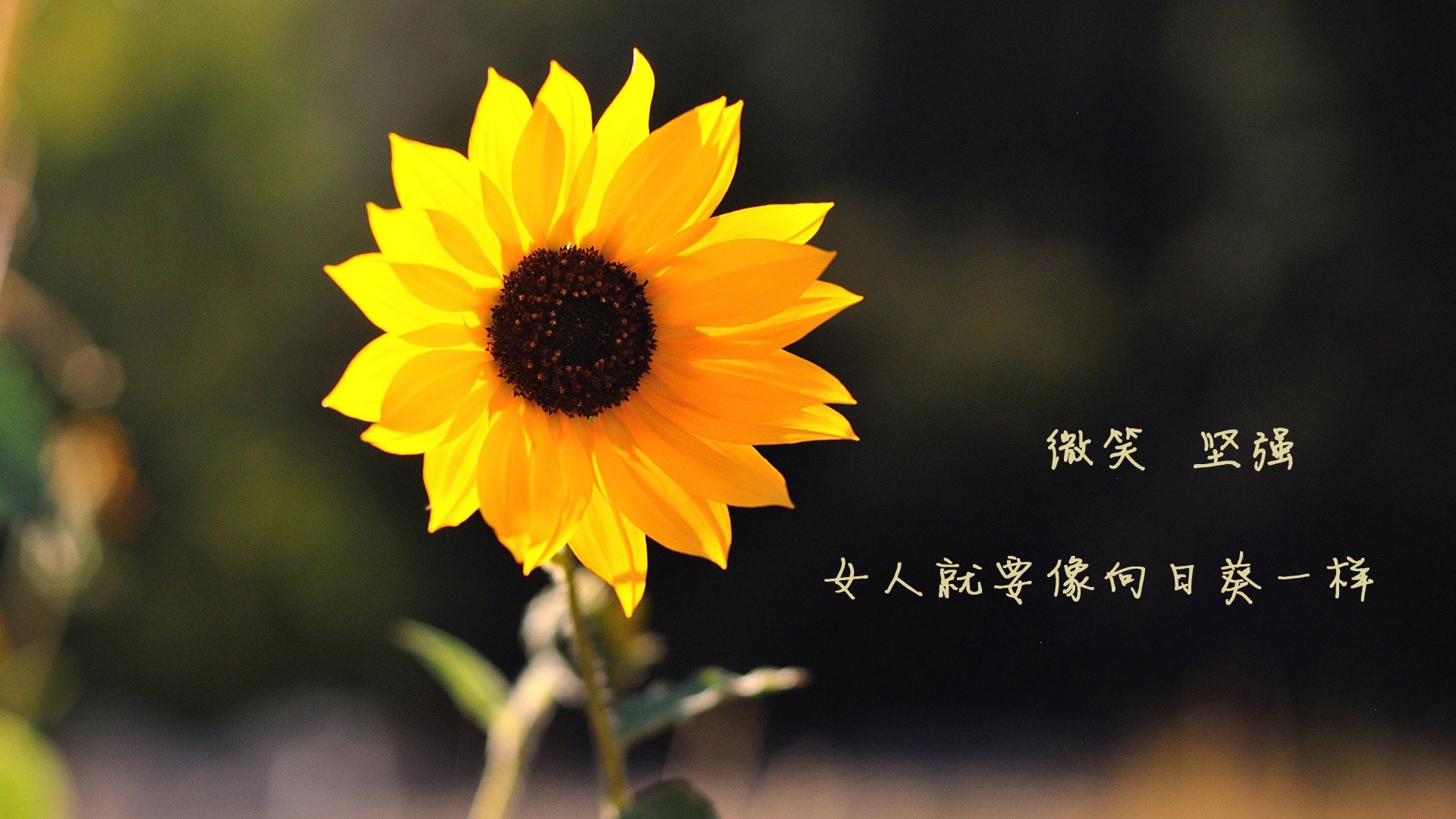 跨界制霸时刻，当范弗利特命中三分，篮网已锁定胜局