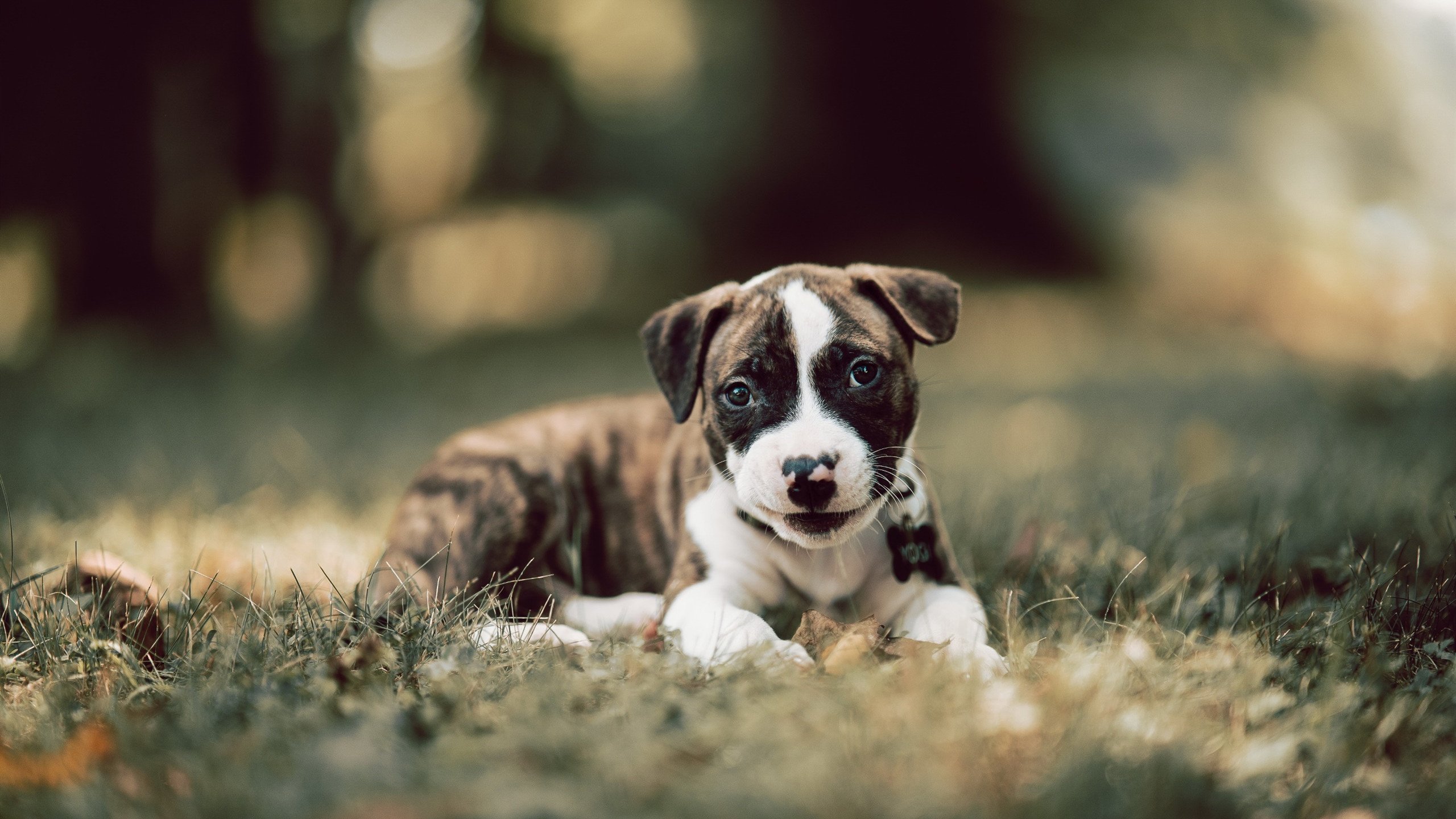 雷火电竞合作-年轻血液与重生意志，绿茵场上不熄的两簇火焰