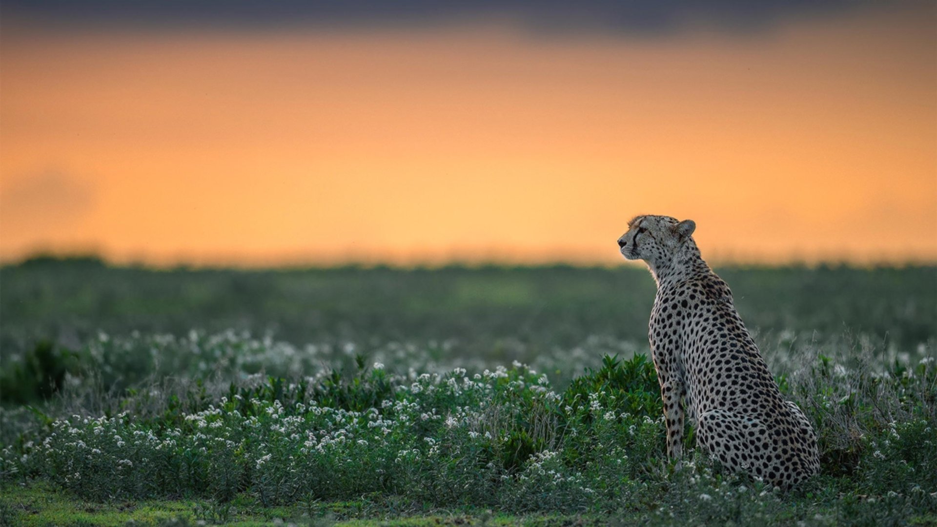 年轻血液与重生意志，绿茵场上不熄的两簇火焰