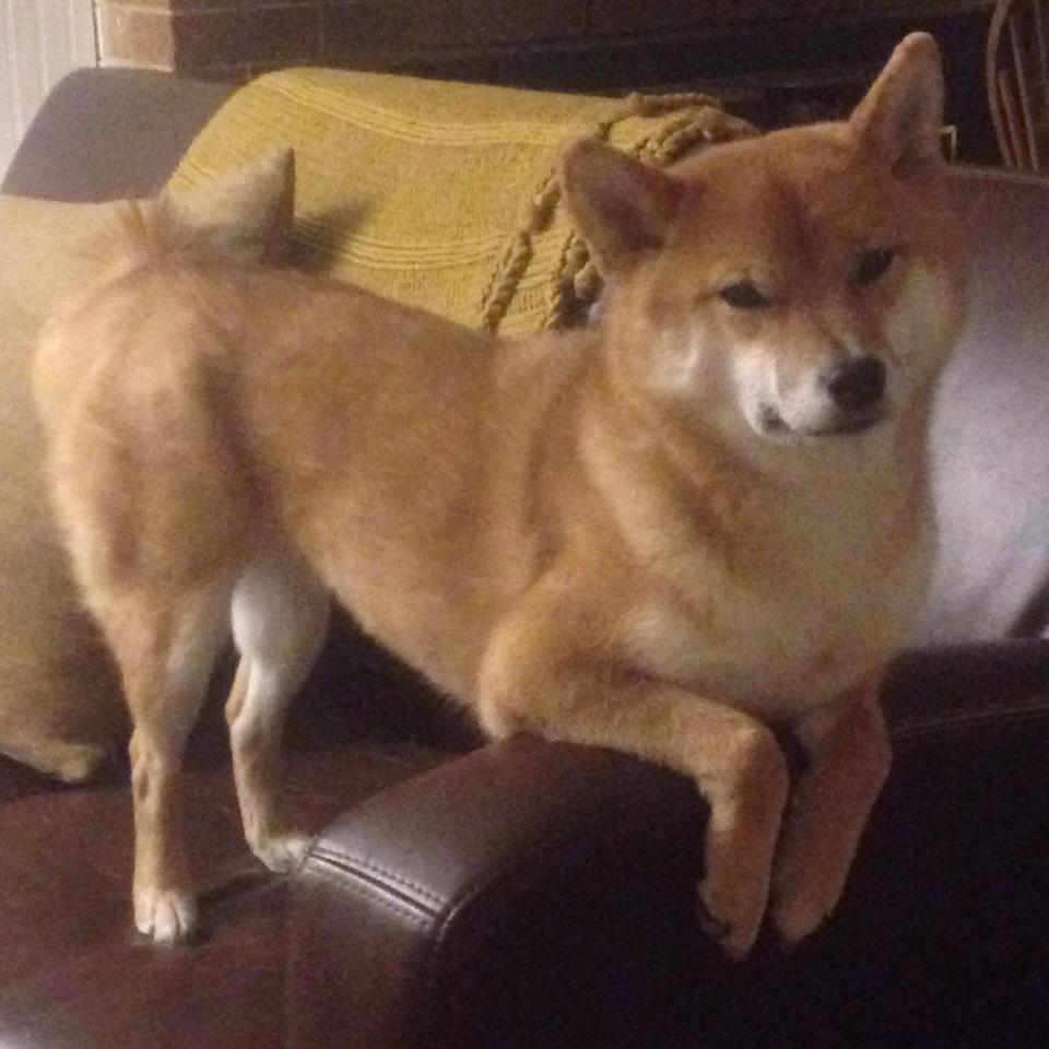 燃情定音锤，布克狂澜力挽，广东主场力克新疆