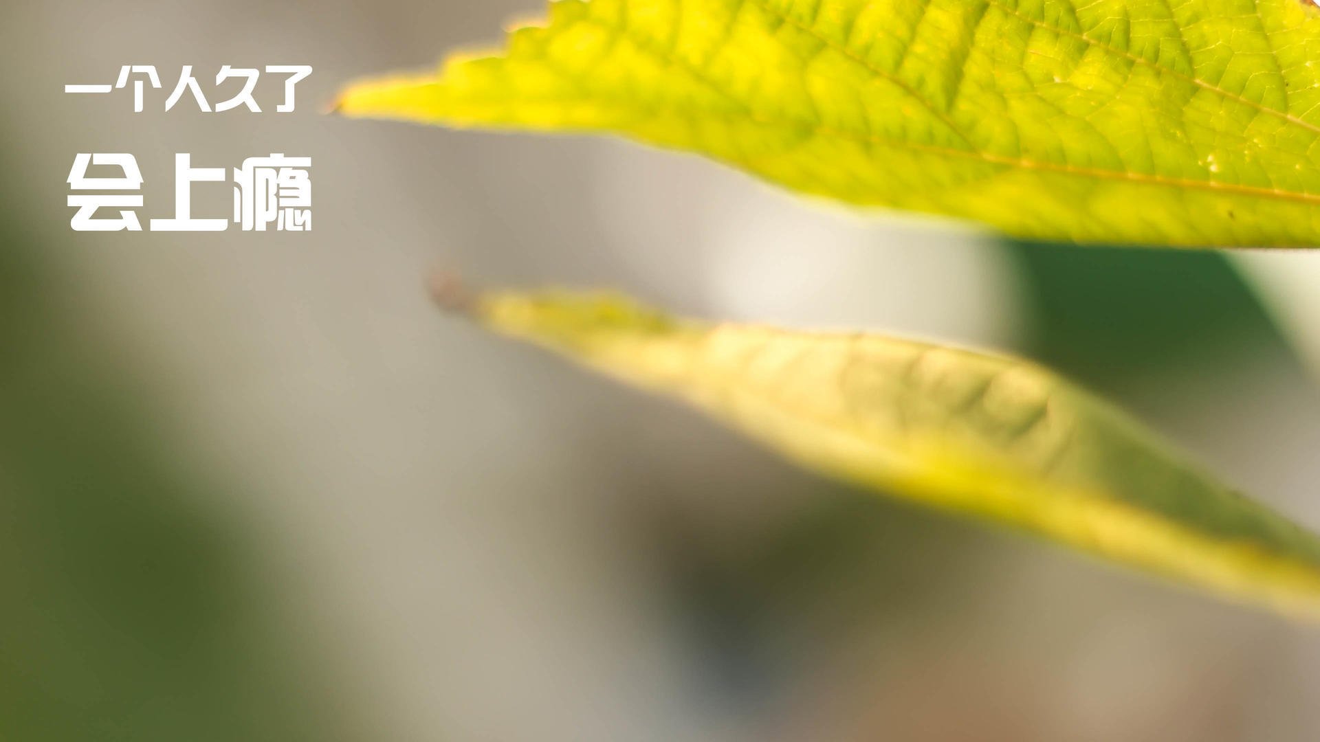 逆袭风暴，西亚卡姆爆发展锋芒，快船提前终结悬念太阳崩盘