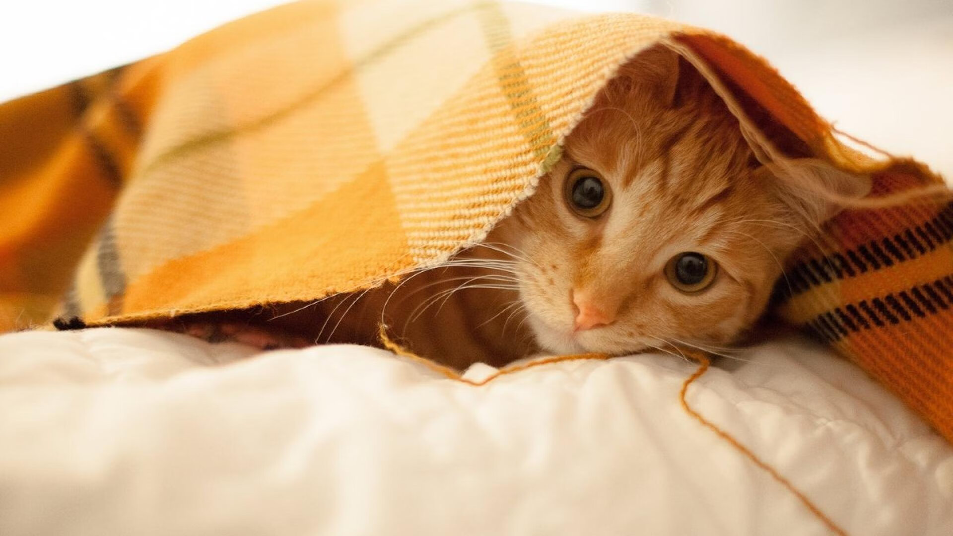 封锁与解放,当瓜迪奥拉的矩阵遇见三笘薰的闪电