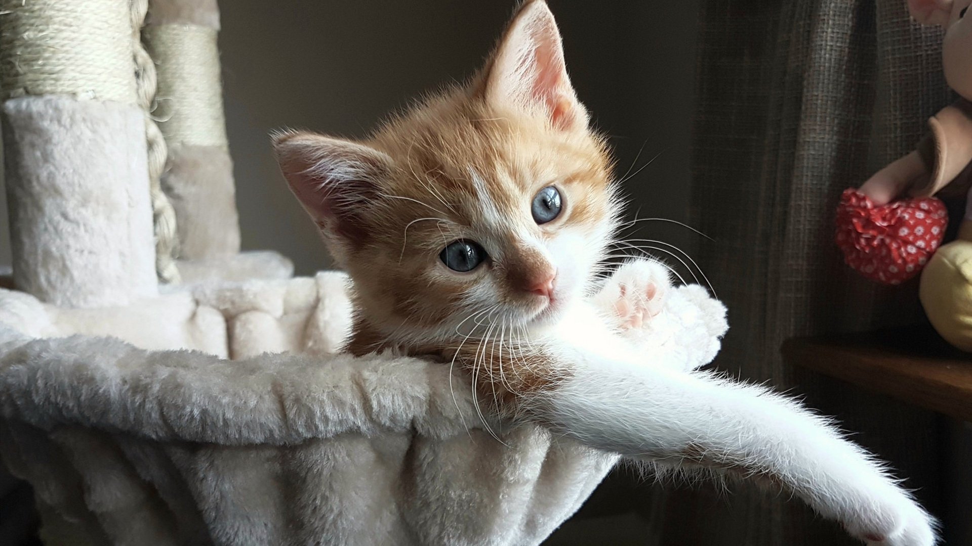 封锁与解放,当瓜迪奥拉的矩阵遇见三笘薰的闪电