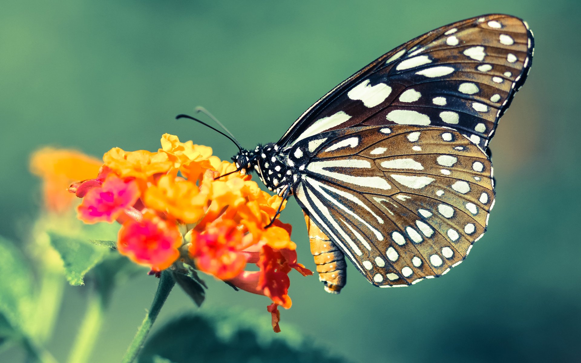 意甲焦点战之夜，罗德里戈的统治级存在如何重新定义比赛的艺术