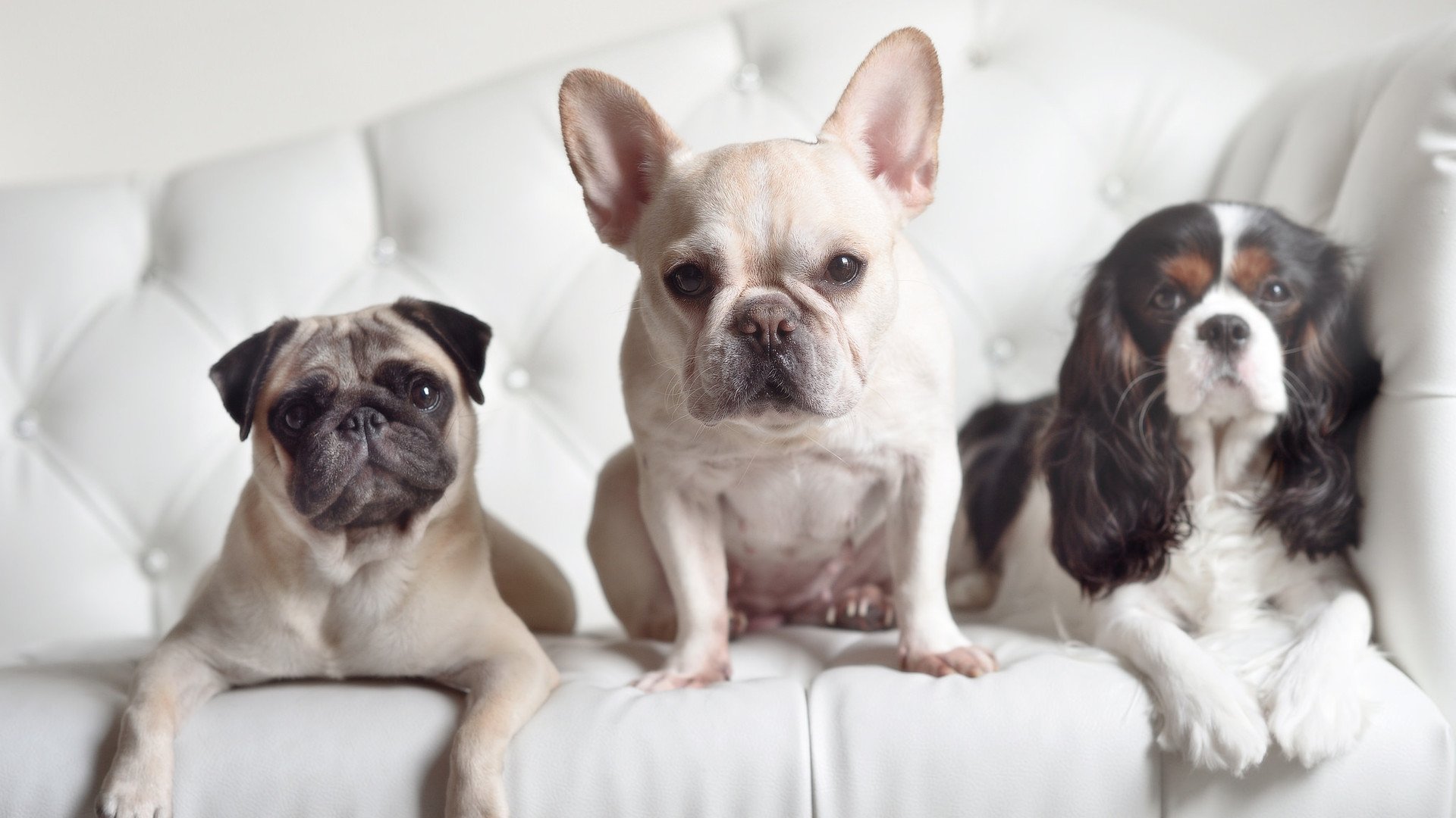 绿茵外的战术博弈，当墨西哥在日内瓦攻破瑞典球门