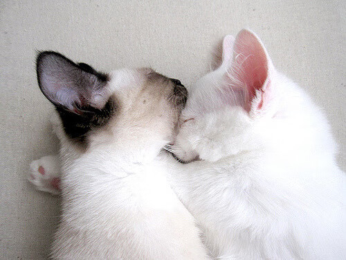 跨界风暴，锡安单节轰21分击穿防线，新疆鏖战加时生擒雷霆