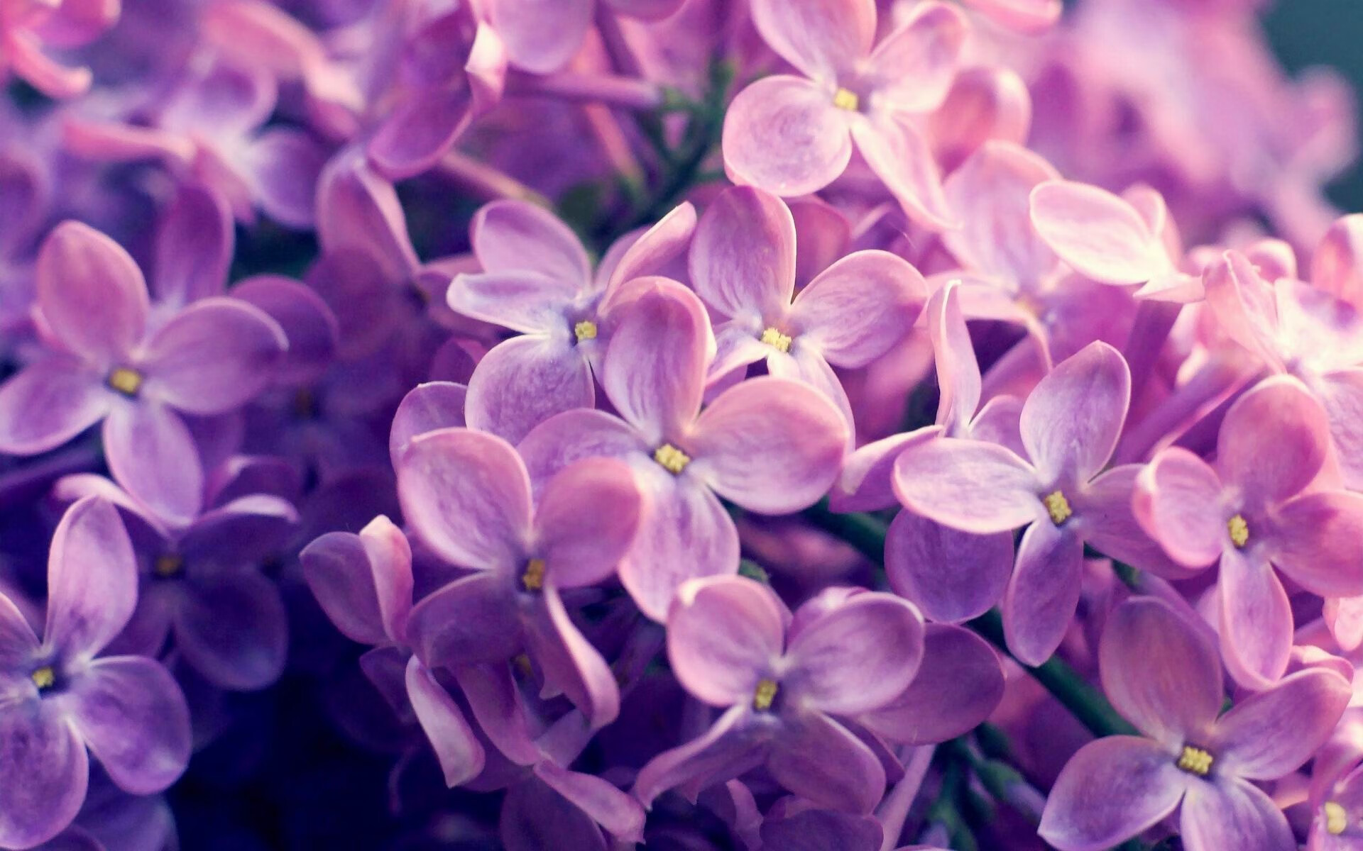 极速决胜局，当F1争冠焦点战遇上广厦绝杀公牛